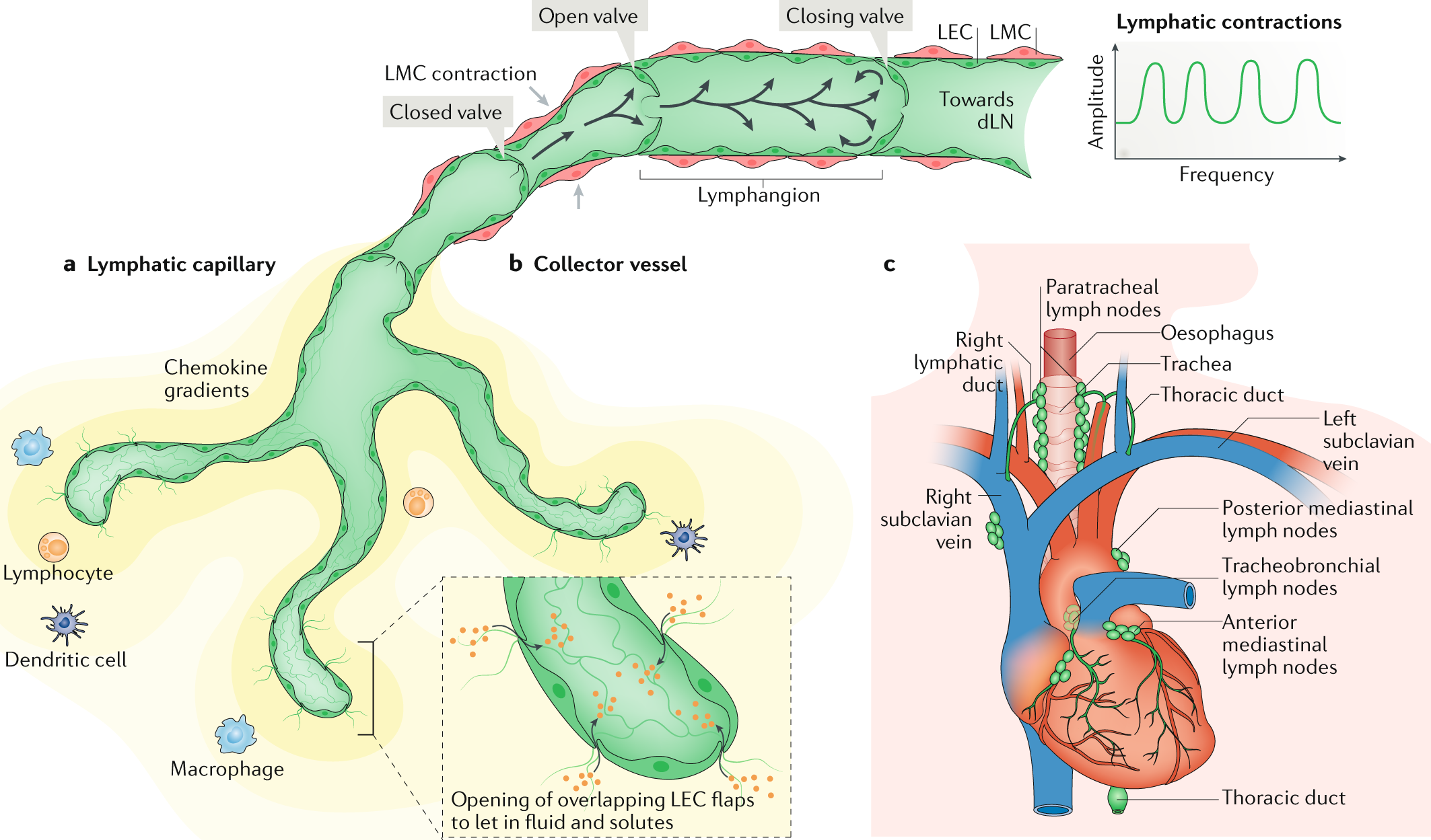 Cardiac lymphatics in health and disease